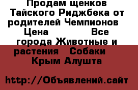 Продам щенков Тайского Риджбека от родителей Чемпионов › Цена ­ 30 000 - Все города Животные и растения » Собаки   . Крым,Алушта